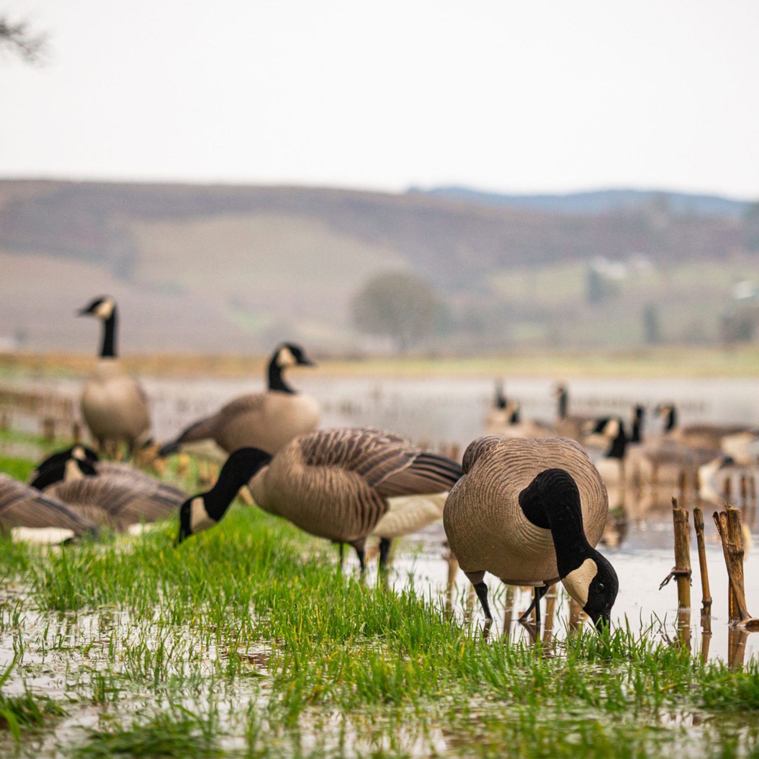 Maximas Full Body 4 Pack Dave Smith Decoys