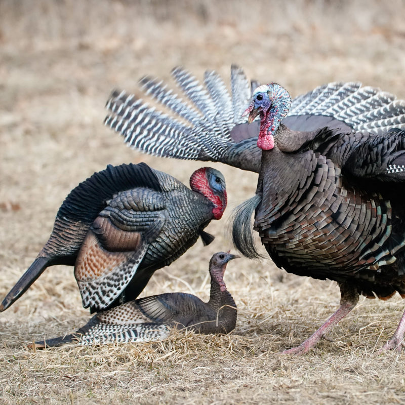 Mating Motion Pair – Dave Smith Decoys