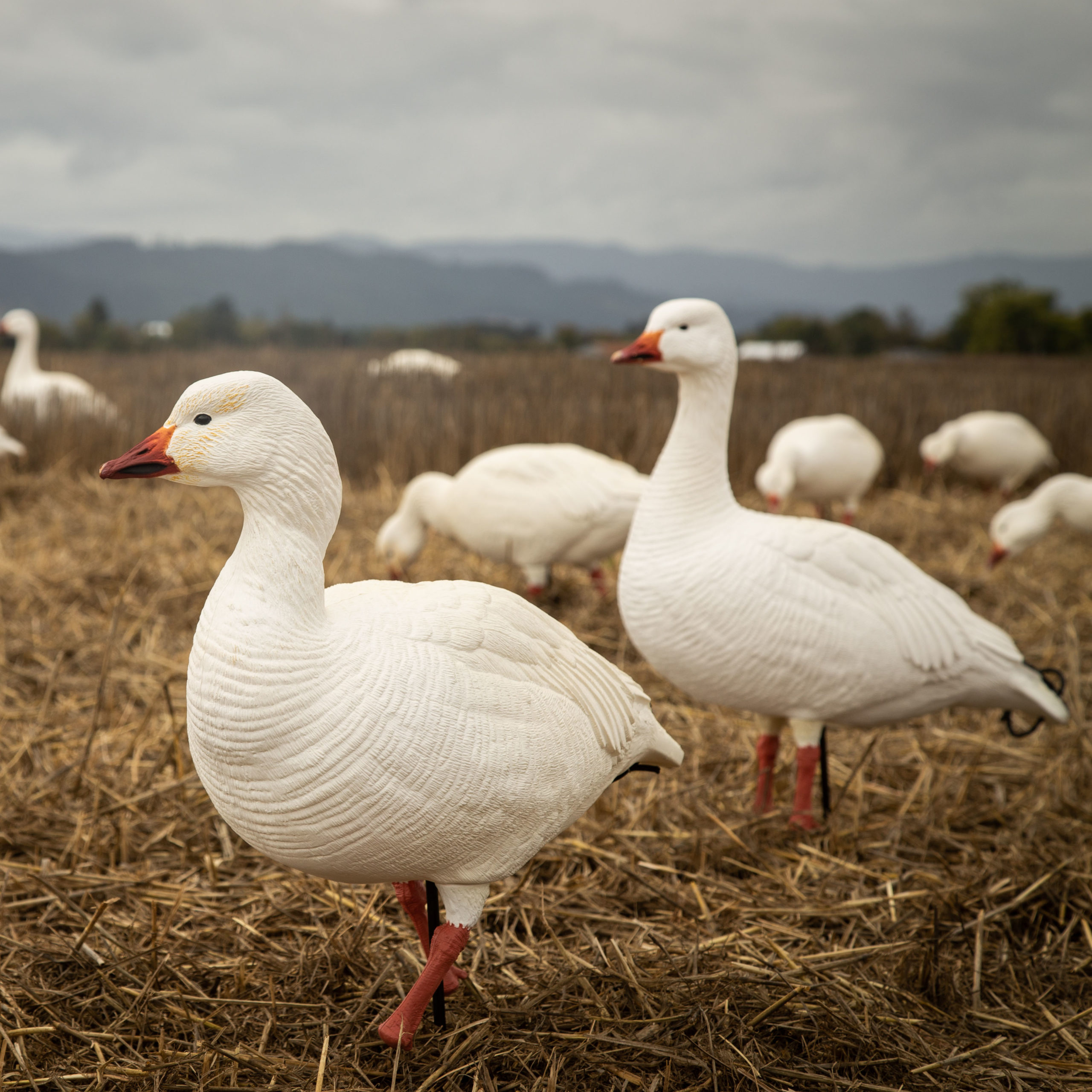 Snow Goose Combo 10-Pack – Dave Smith Decoys, 40% OFF
