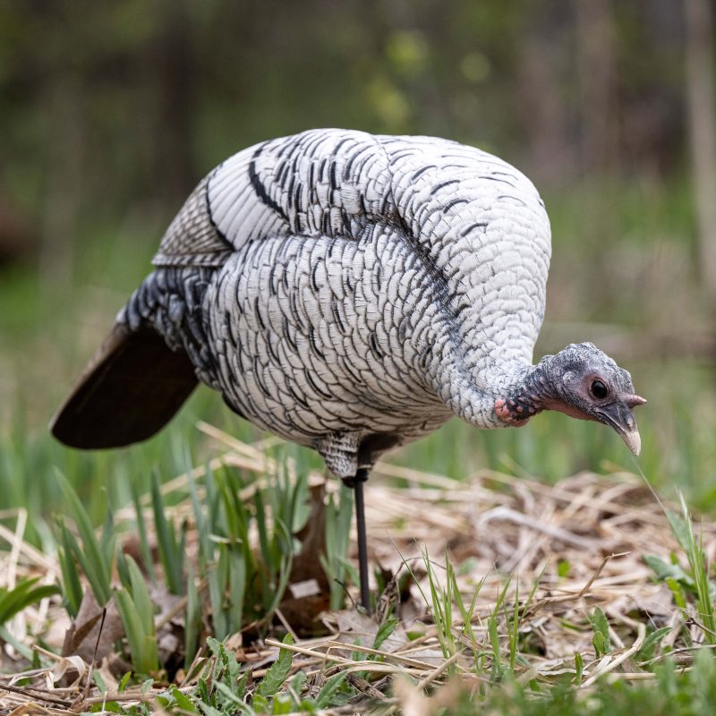 limited-smoke-phase-feeding-hen-dave-smith-decoys