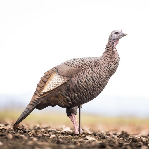 Leg Up Posturing Hen - Image 3