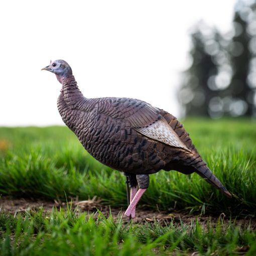 Leg Up Posturing Hen - Image 2